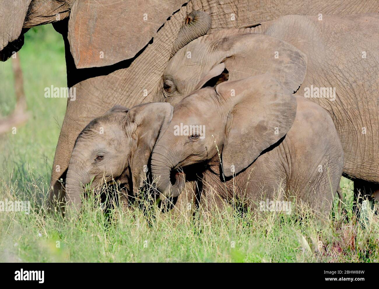 Three scared elephant calves huddling up against an elephant cow. Kruger Park, South Africa Stock Photo