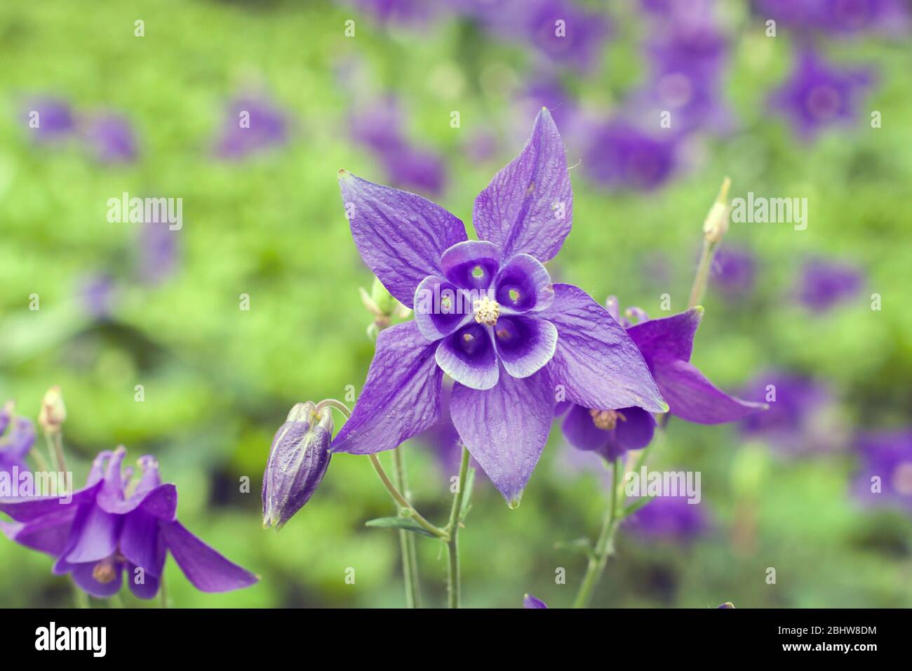 Purple flower with five petals hi-res stock photography and images - Alamy