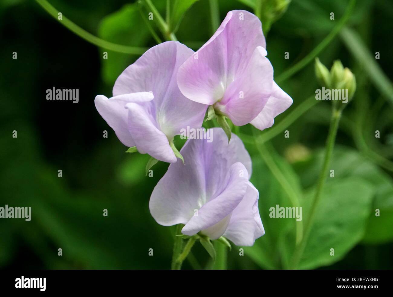 Beautiful purple flower of the sweet pea plant Stock Photo