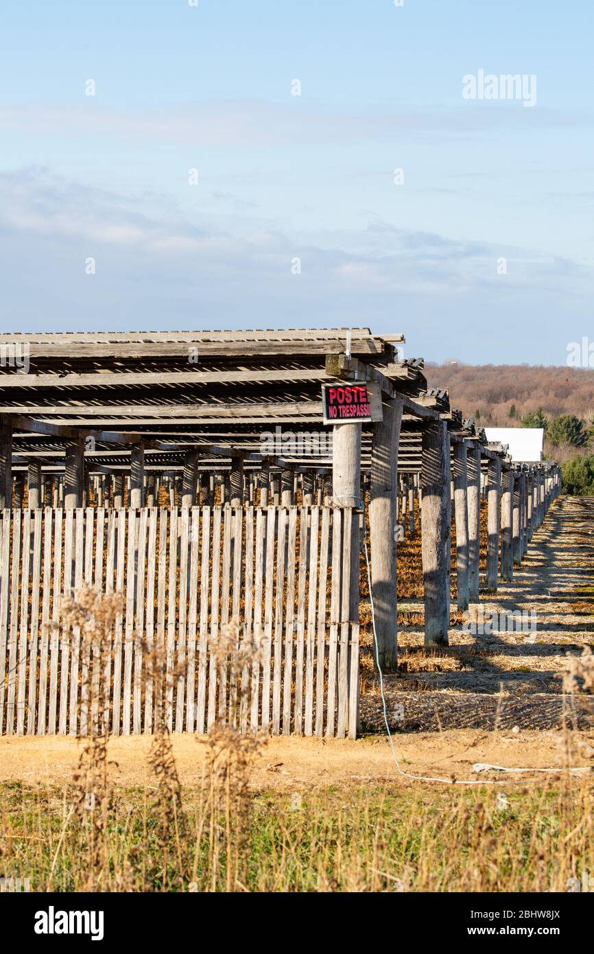 Central Wisconsin ginseng shade made from old wooden lathes in autumn