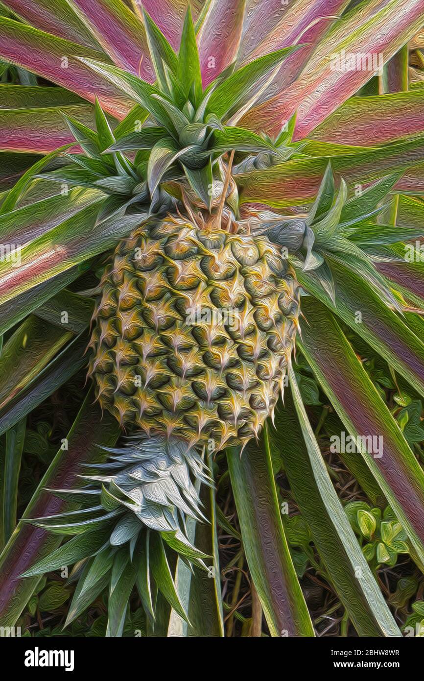 Photoshop painted pineapples growing in Hawaii. Stock Photo