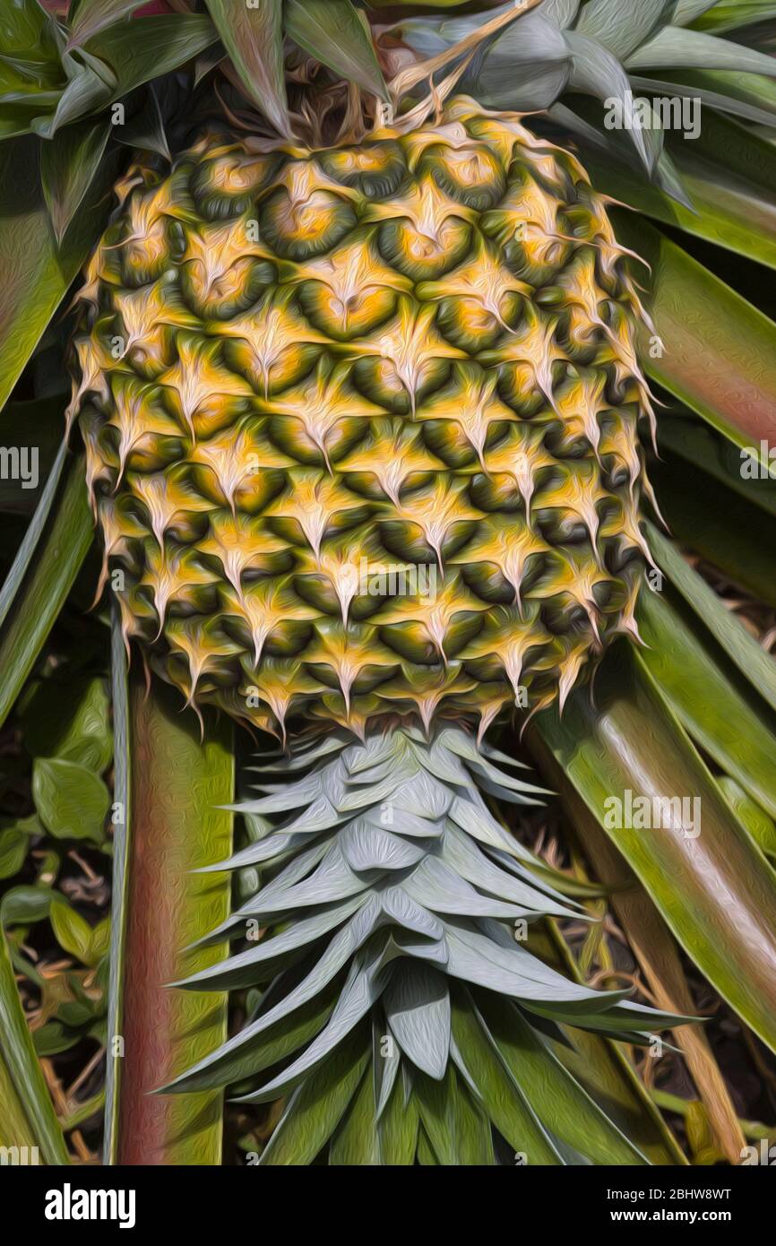 Photoshop painted pineapples growing in Hawaii. Stock Photo