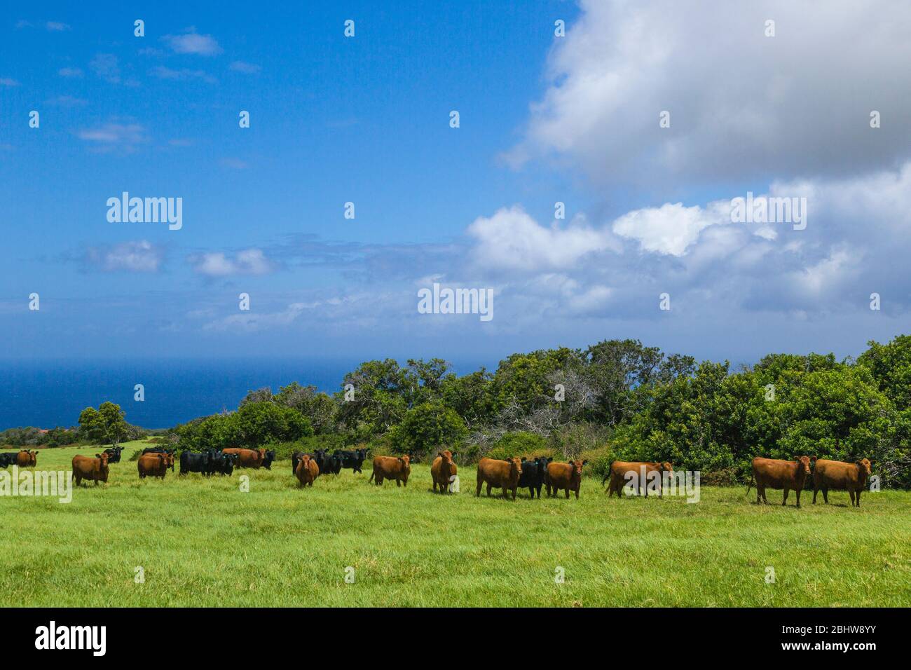Beef cattle on North Kohala Hawaii ranch Stock Photo Alamy