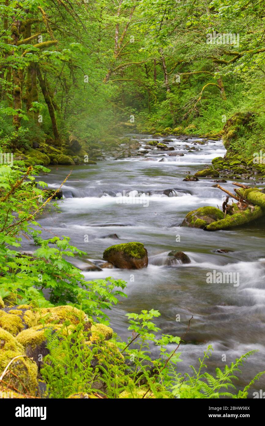 Fresh flowing river in a lush vibrant spring green forest at Tanner Creek in the Cascade mountains of Oregon Stock Photo