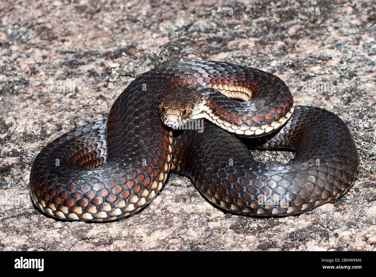 Australian Highland Copperhead Snake Stock Photo Alamy
