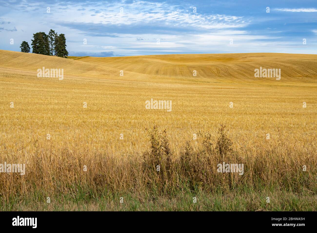 Golden Rolling Hills of Wheat Fields, Palouse, Washington State Stock Photo