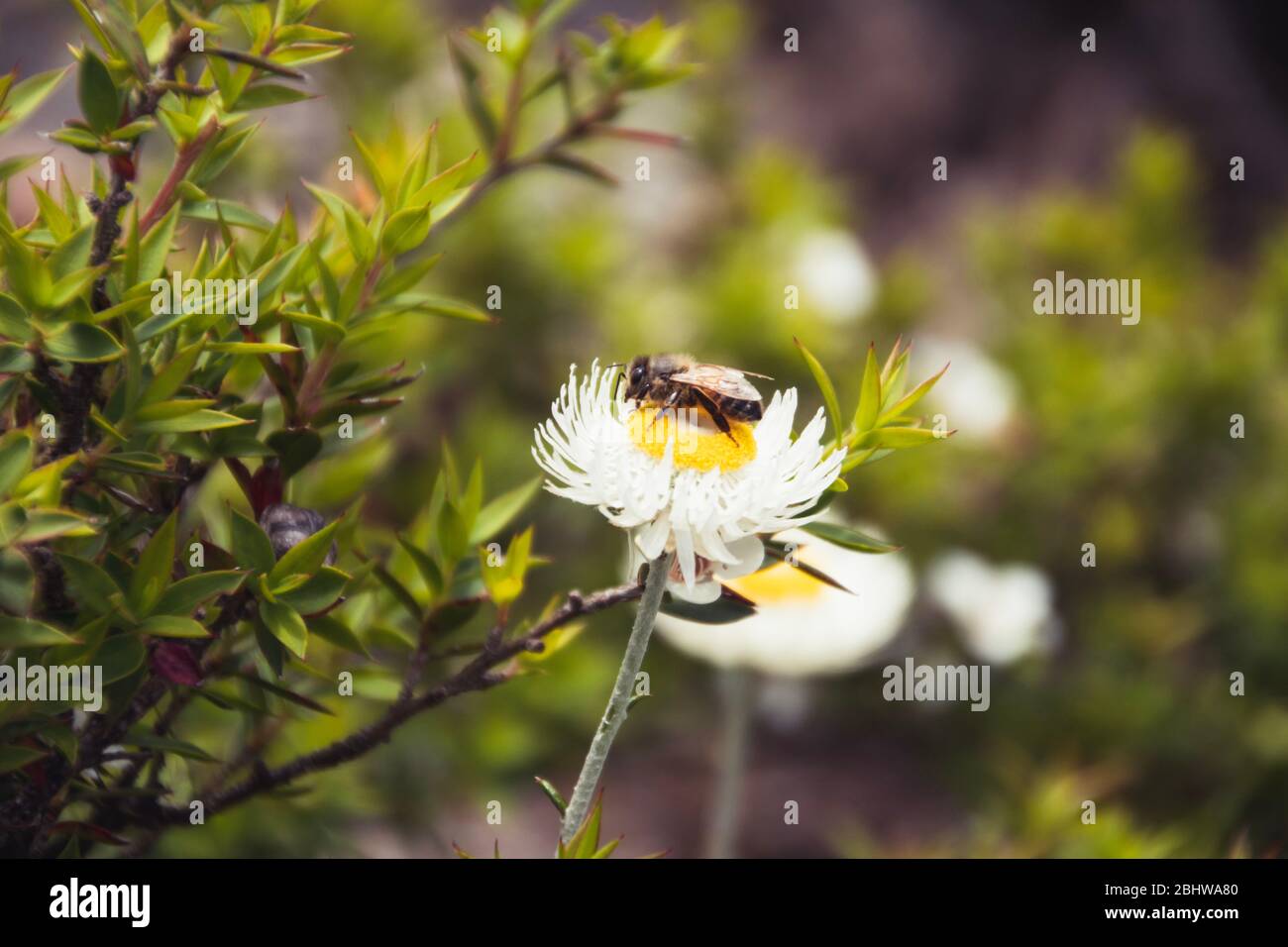 Bee in a white flower Stock Photo