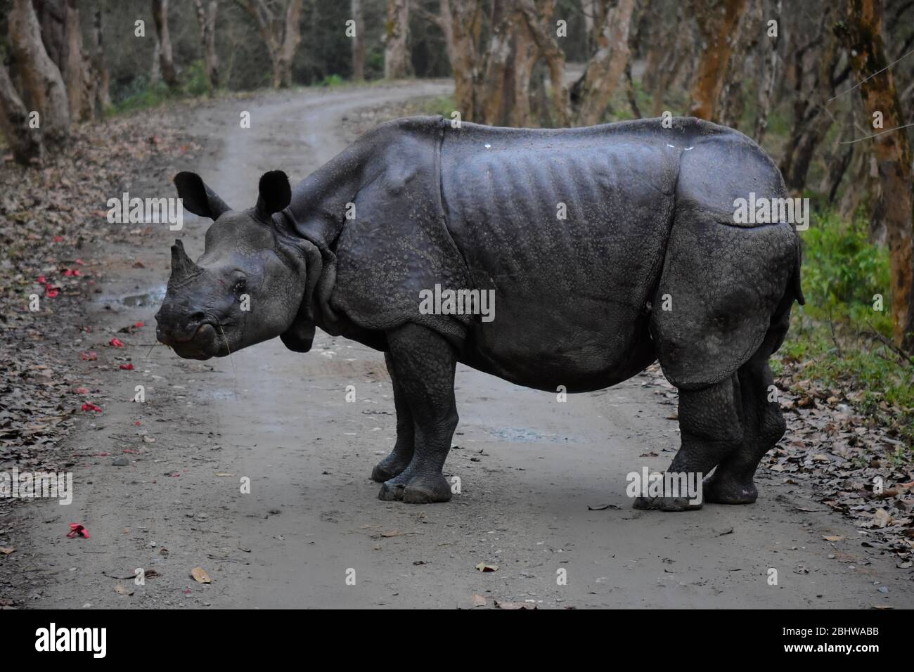 Side view of Indian Rhino in Kaziranga National Park Stock Photo