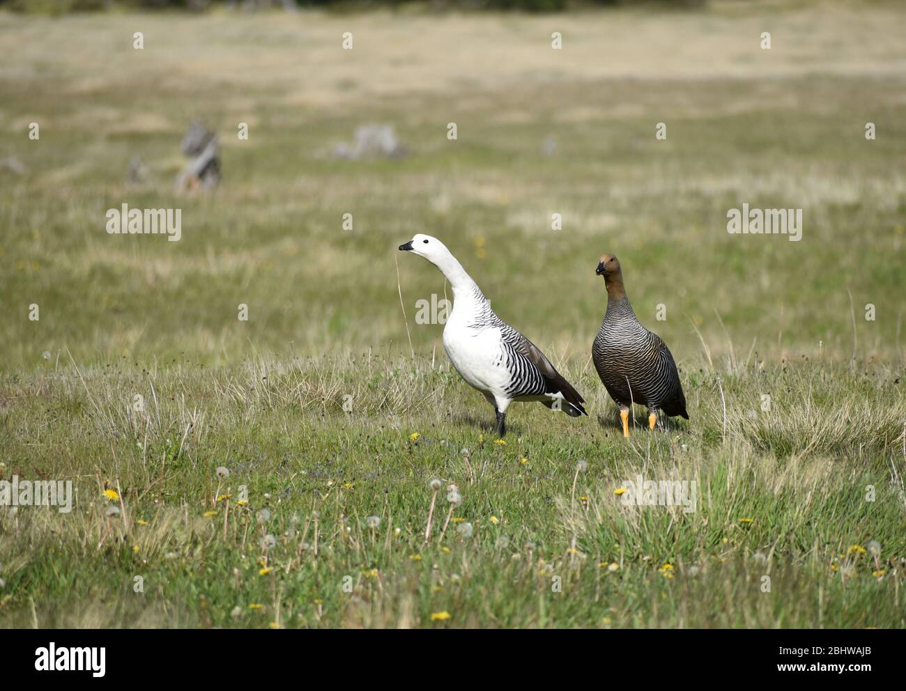 Male female upland goose hi-res stock photography and images - Alamy