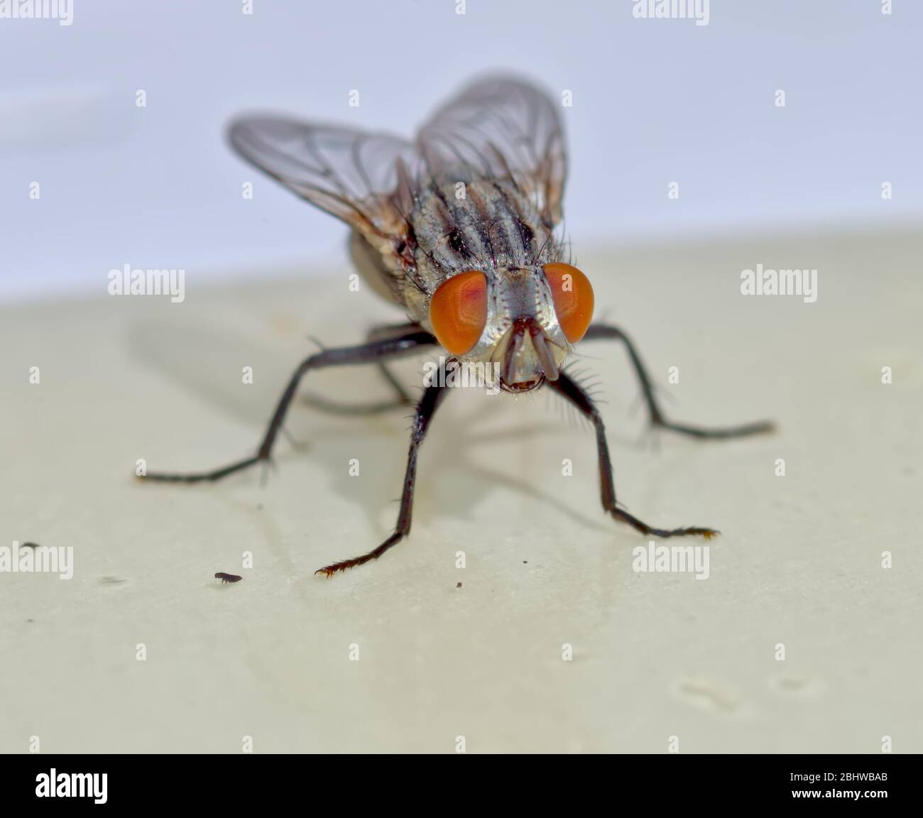 Macro photo of a common House Fly caught on Flypaper. Stock Photo