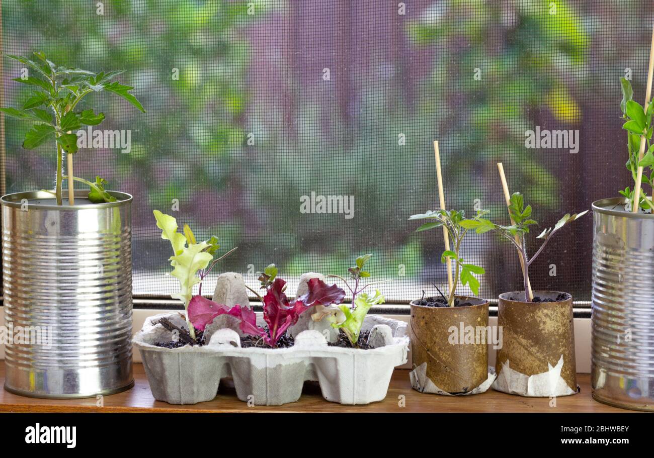 close up of seedlings growing in reuse tin cans, egg box and toilet roll tubes on window ledge, raised garden behind. Self sufficiency at home Stock Photo