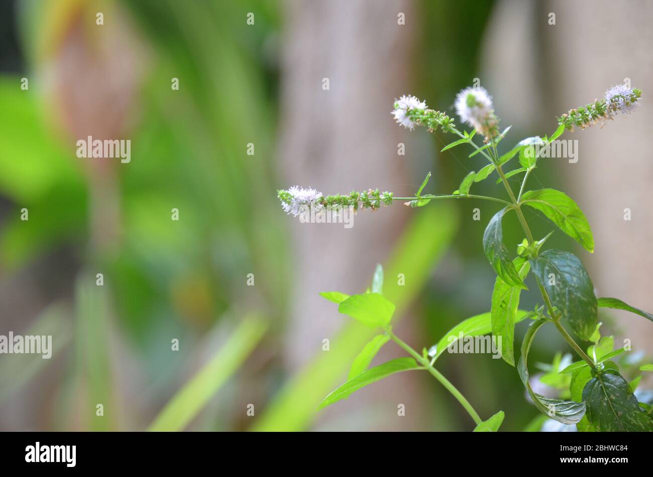 growing mint plant with flower Stock Photo Alamy