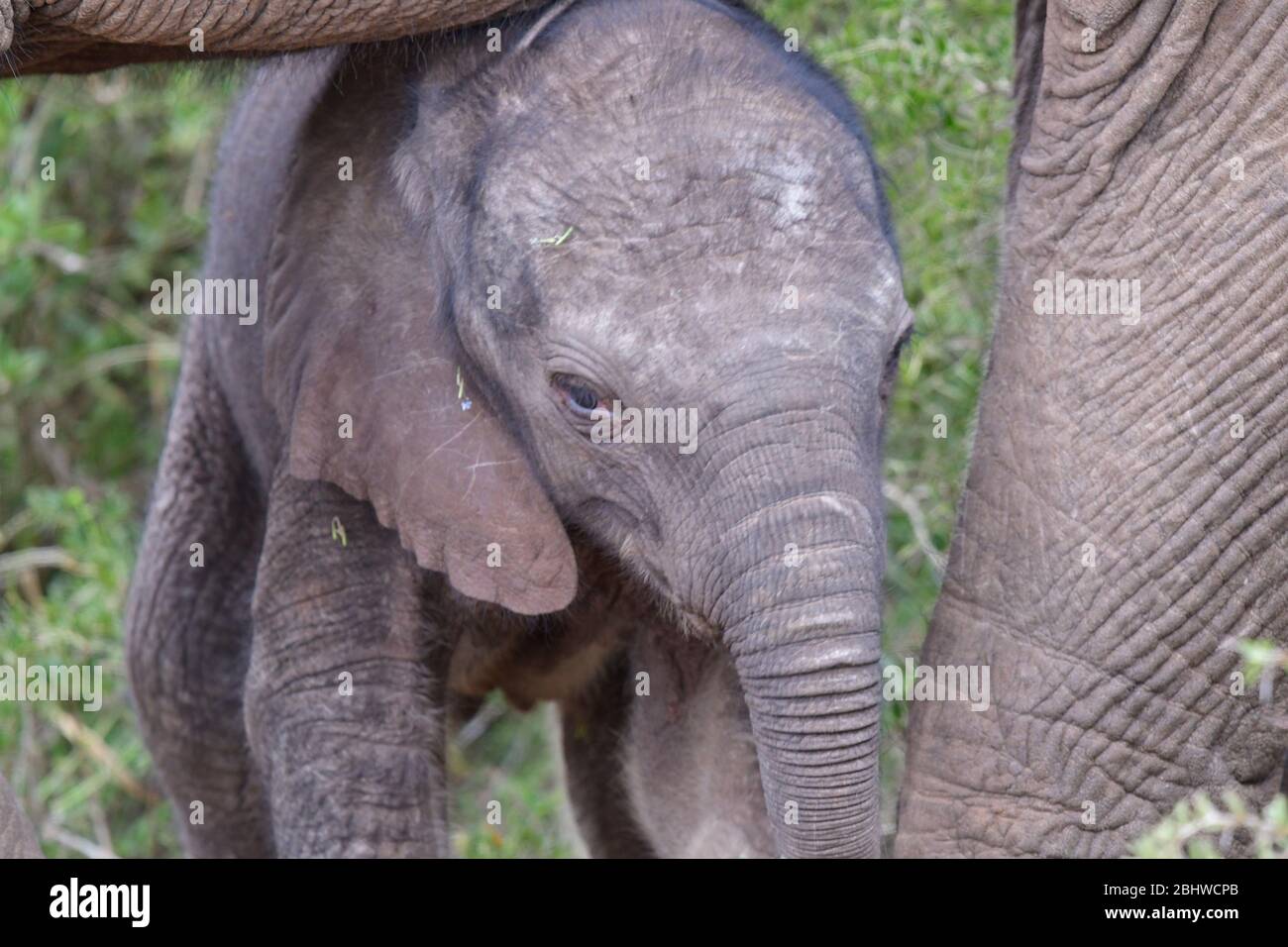 Baby African elephant hiding under mom's belly Stock Photo