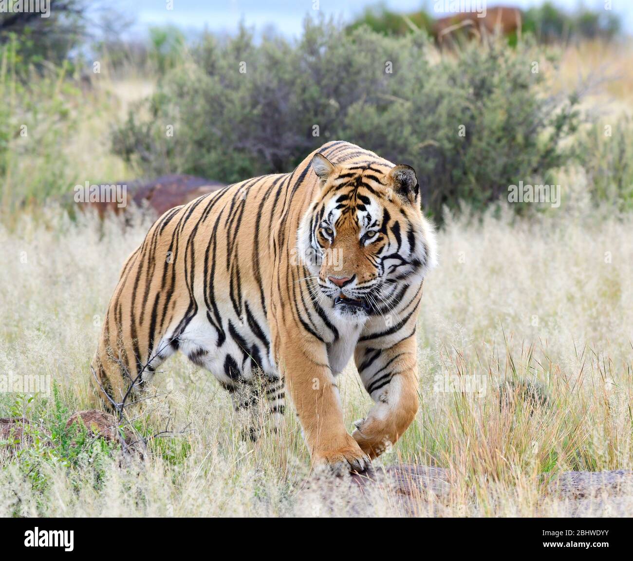 Tiger canyons south africa hires stock photography and images Alamy