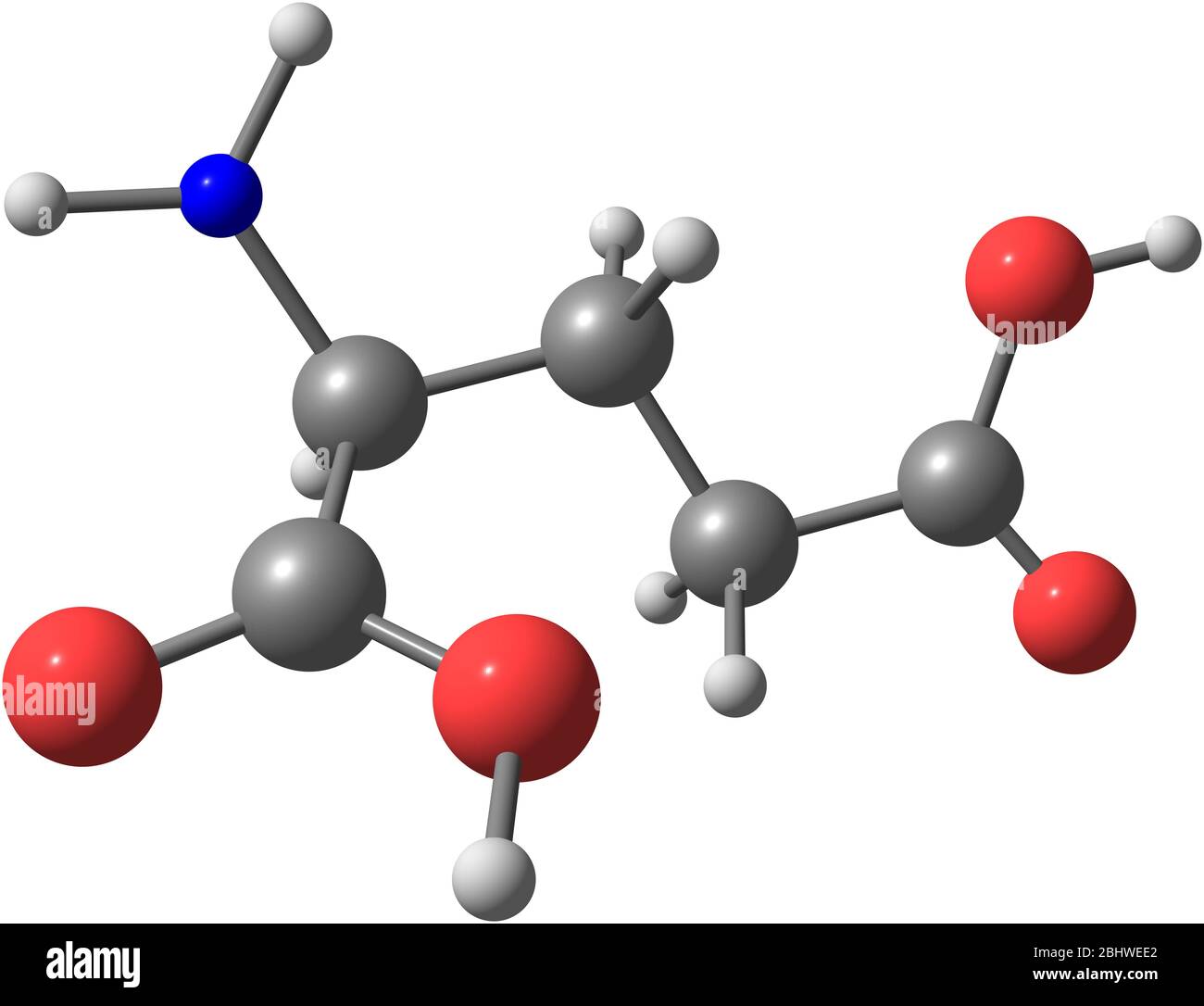 A model of Glutamic Acid, an amino acid. It has an important function in cell metabolism and