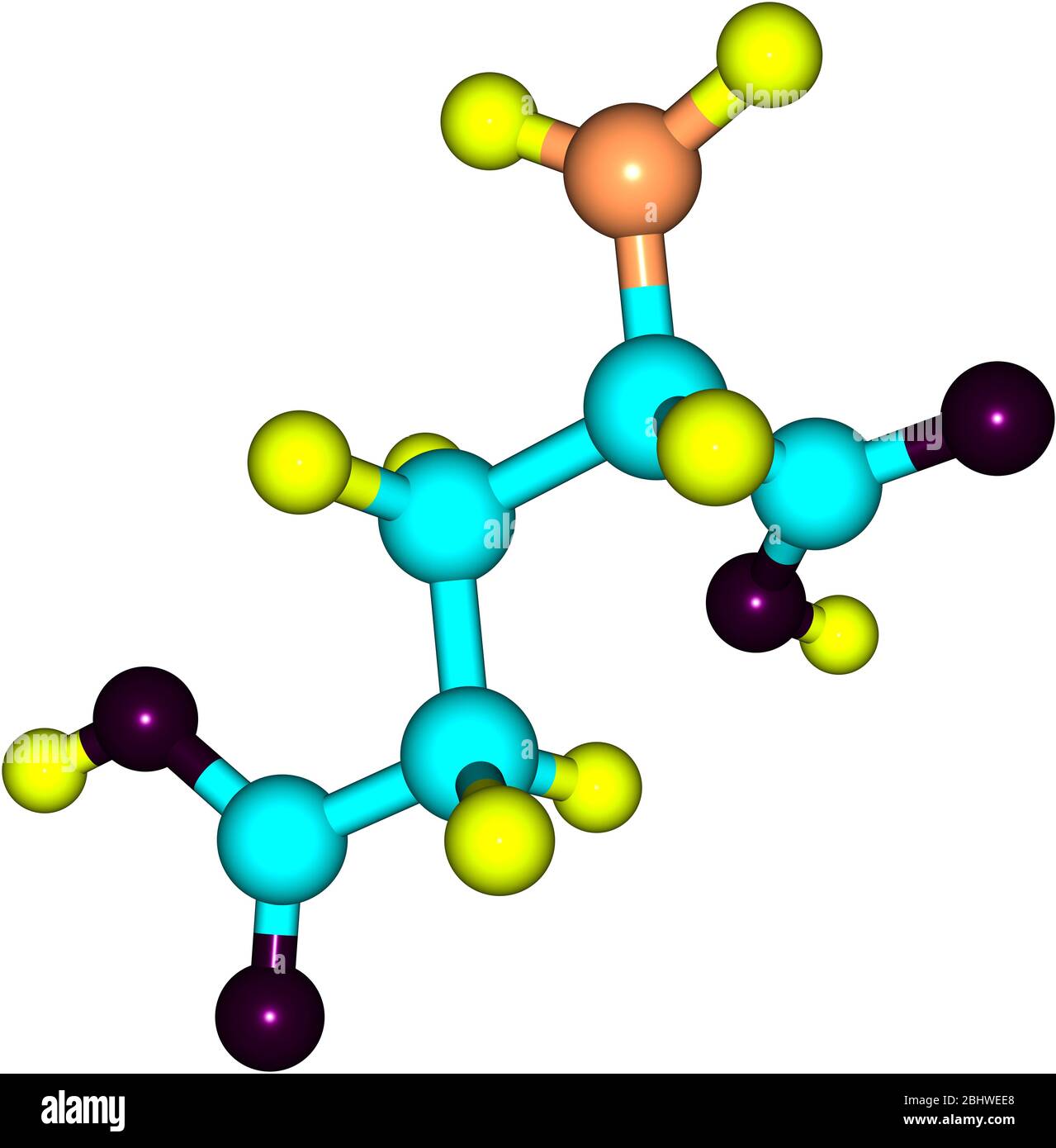 A model of Glutamic Acid, an amino acid. It has an important function in cell metabolism and