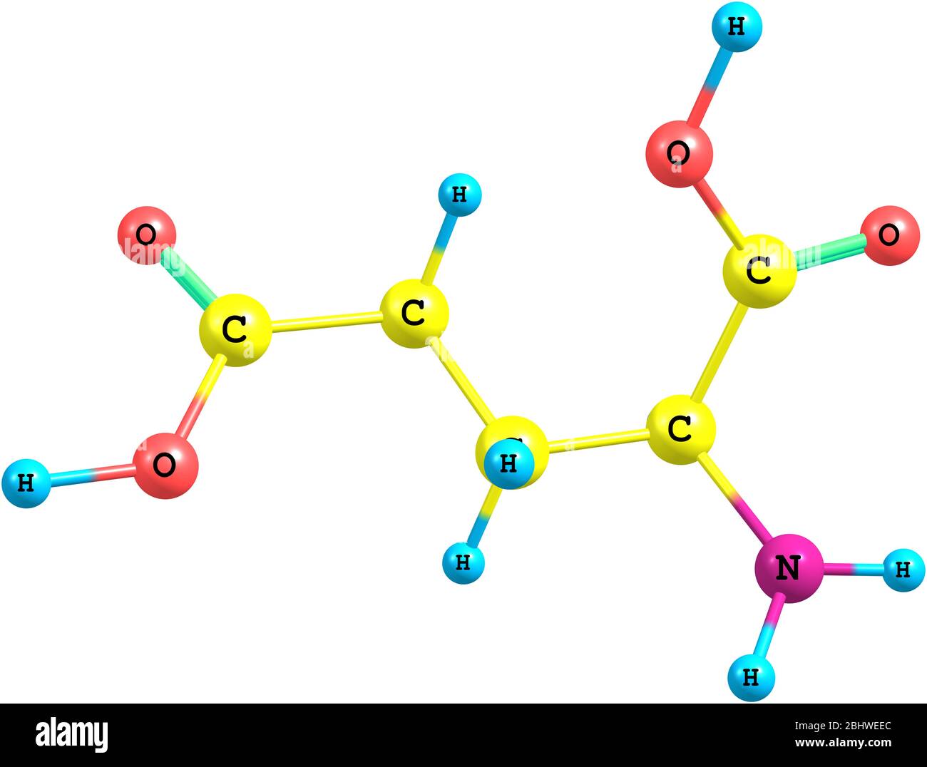 A model of Glutamic Acid, an amino acid. It has an important function
