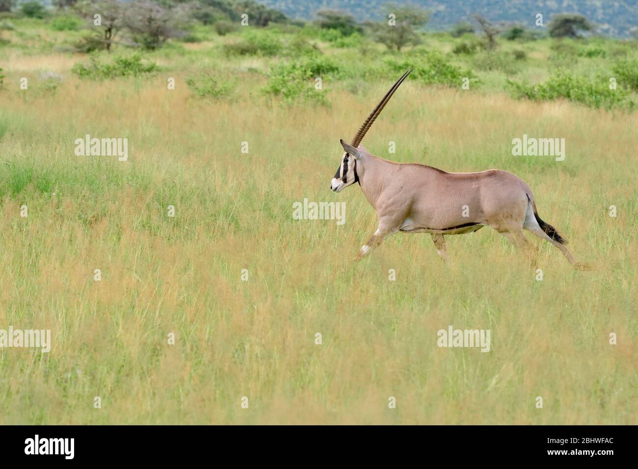 Beisa oryx running in green grass, Samburu, Kenya Stock Photo