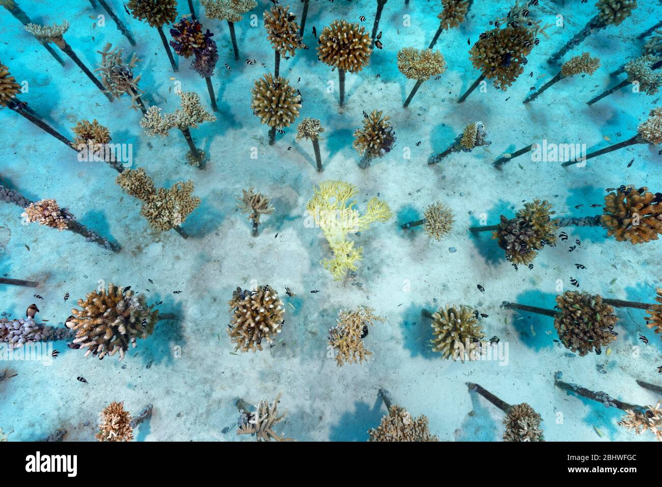 Coral breeding of stony corals (Scleractinia) on metal tubes, Indian Ocean, house reef Summer Island, North Male Atoll, Maldives Stock Photo