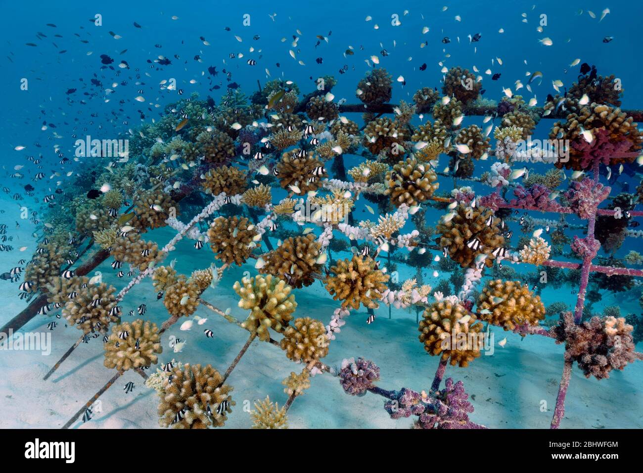 Coral breeding of stony corals (Scleractinia) on metal frame, shoal of different Damselfish (Pomacentridae), Indian Ocean, house reef Summer Island Stock Photo