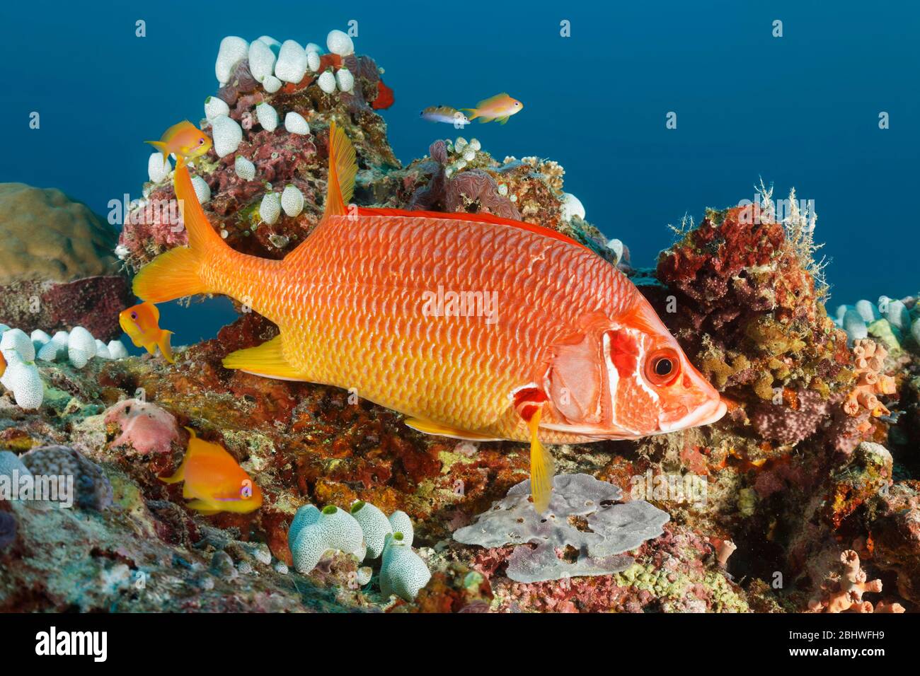 Giant Hussar (Sargocentron spiniferum) swimming over coral reef, Indian Ocean, North Male Atoll, Maldives Stock Photo