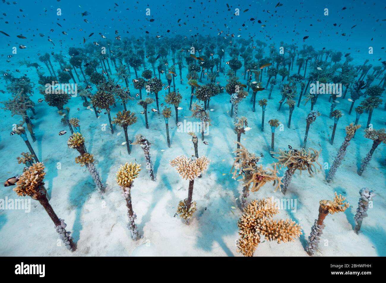 Coral breeding of hard corals (Sleractinia) on metal tubes, shoal of different Damselfish (Pomacentridae), house reef Summer Island, Indian Ocean Stock Photo