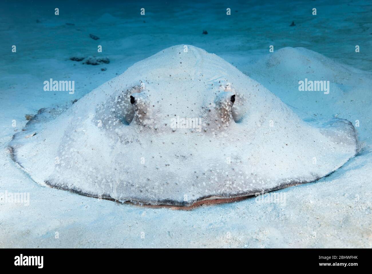 Porcupine ray (Urogymnus asperrimus) from front, on sandy ground, Indian Ocean, North Male Atoll, Maldives Stock Photo
