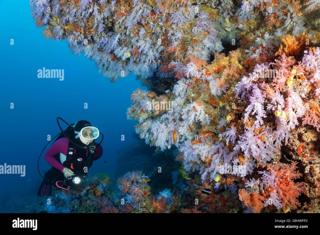Diver views overhang densely covered with many different soft corals (Octocorallia), Indian Ocean, North Male Atoll, Maldives Stock Photo