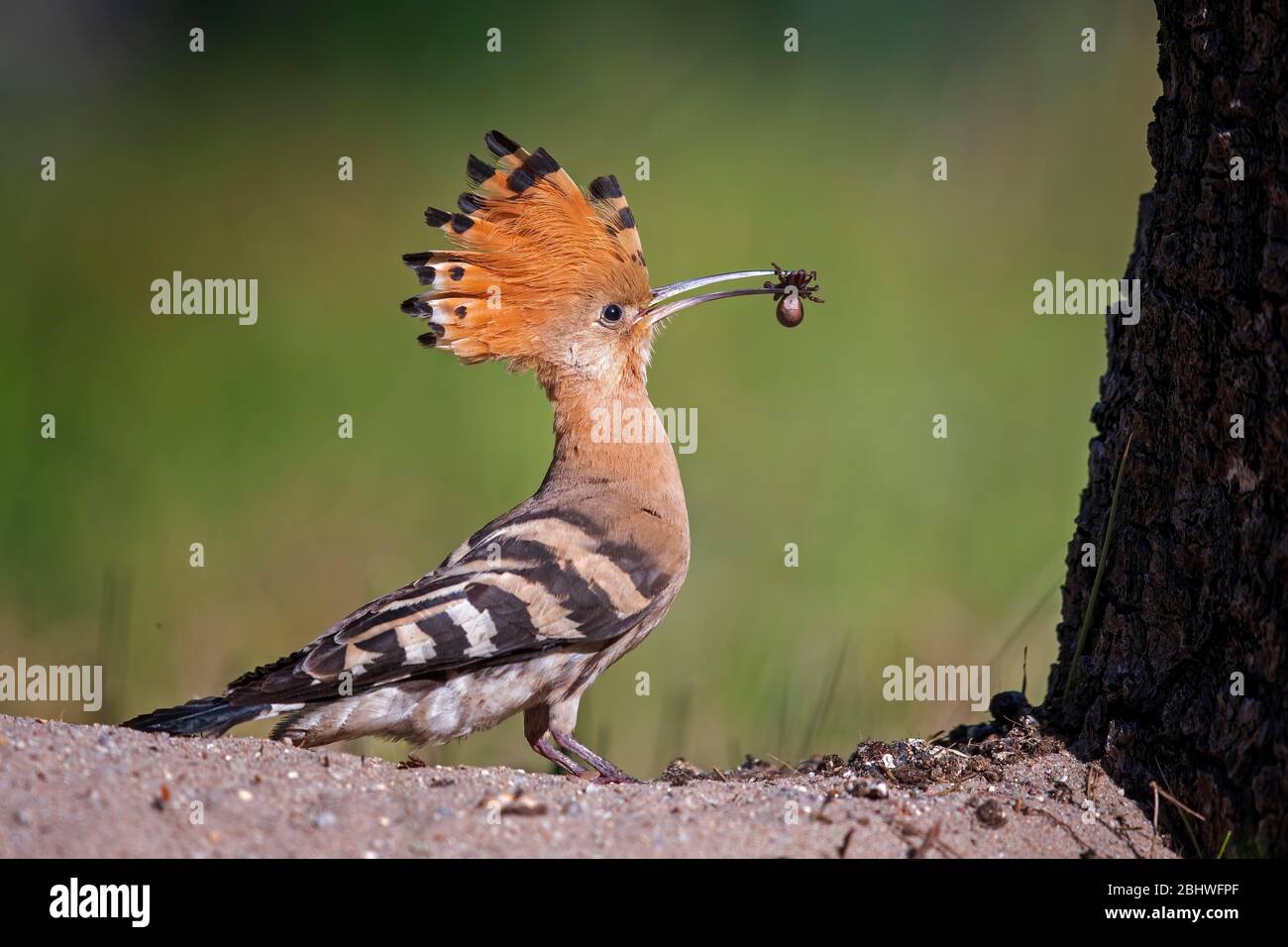 Hoopoe (Upupa epops), male with wallpaper spider as food, Saxony-Anhalt, Middle Elbe Biosphere Reserve, Germany Stock Photo
