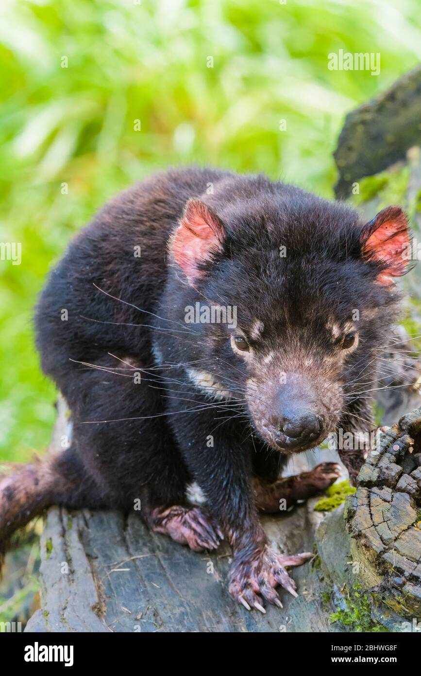 Tasmanian devil sitting on a log looking toward camera at Ulverston conservation Park in Tasmania, Australia. Stock Photo