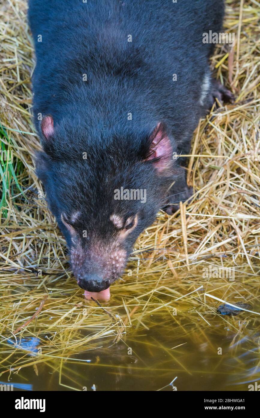 Tasmanian devil drinking at a small pool at Ulverston's conservation park in Tasmania, Australia. Stock Photo
