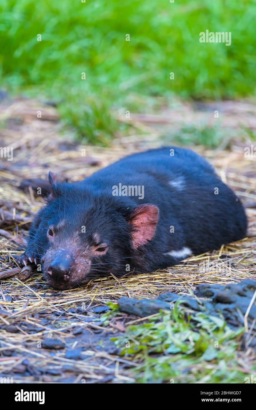 Tasmanian devil laying down resting on the ground eyes open at Ulverston's conservation park in Tasmania, Australia. Stock Photo