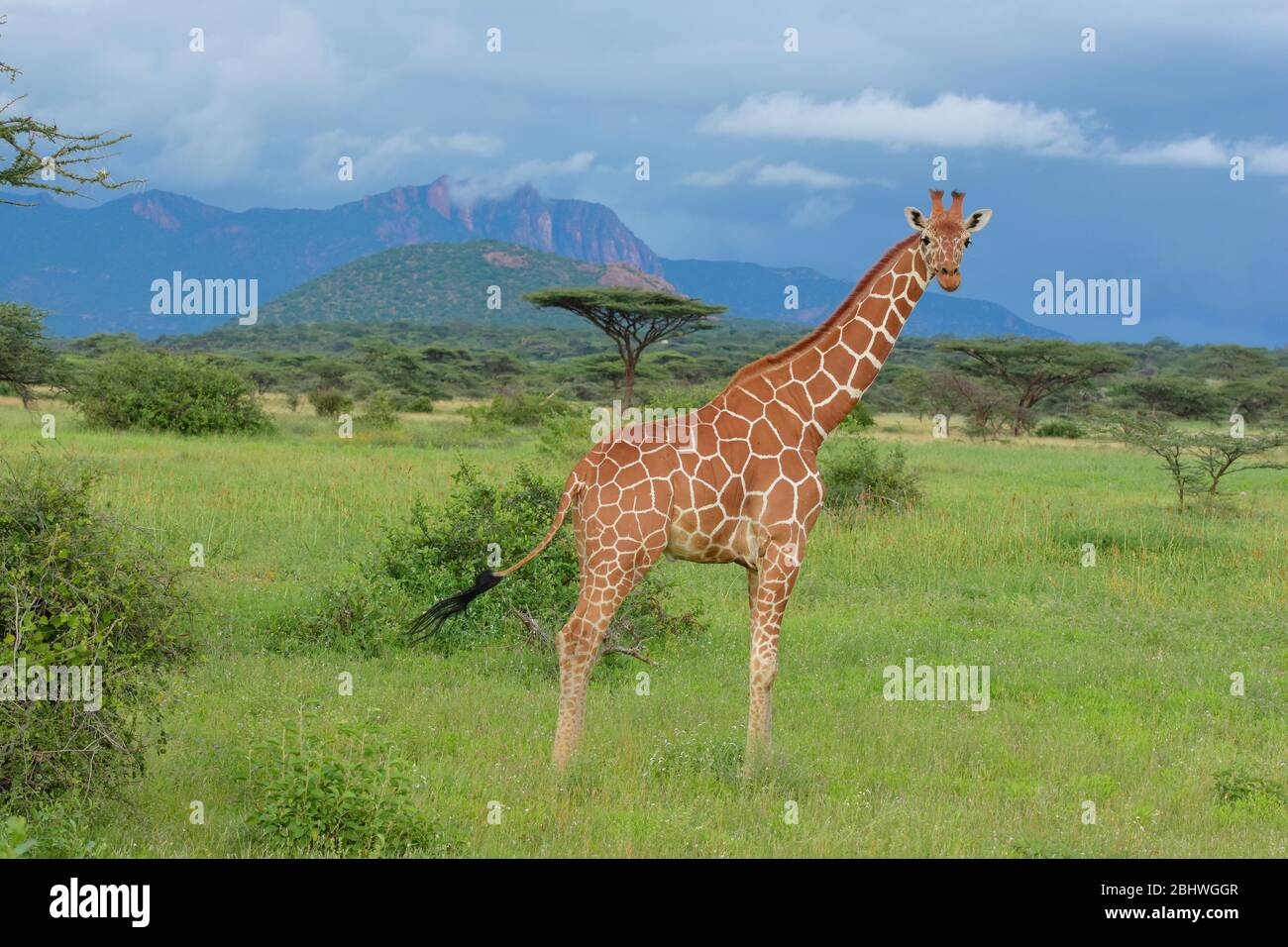 Reticulated giraffe in lush summer conditions, Buffalo Springs reserve, Kenya Stock Photo