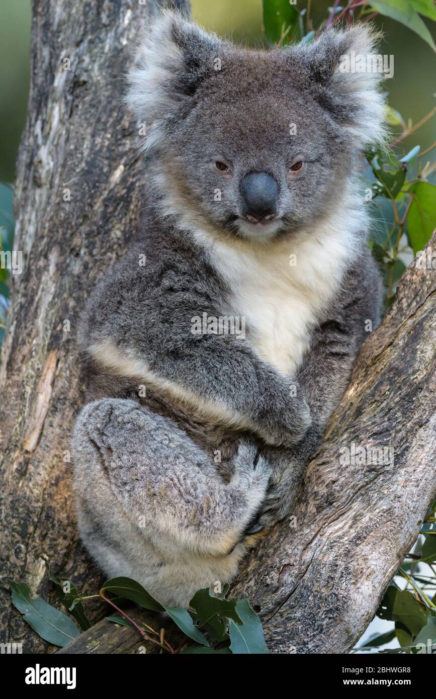 A adult cuddly koala rests peacefully in the fork of a eucalyptus tree in Queensland, Australia Stock Photo