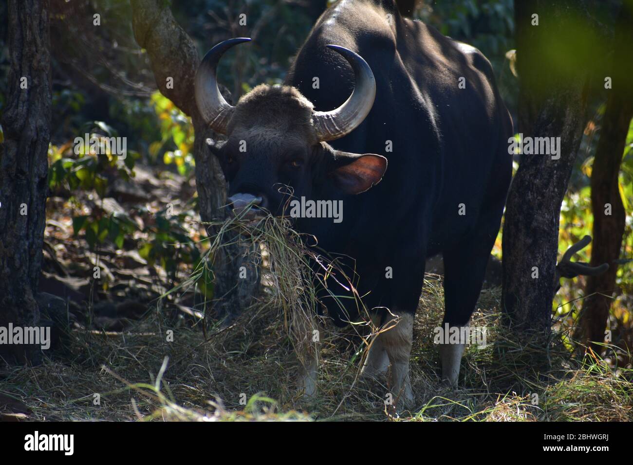 The gaur (Bos gaurus), also called Indian bison Stock Photo