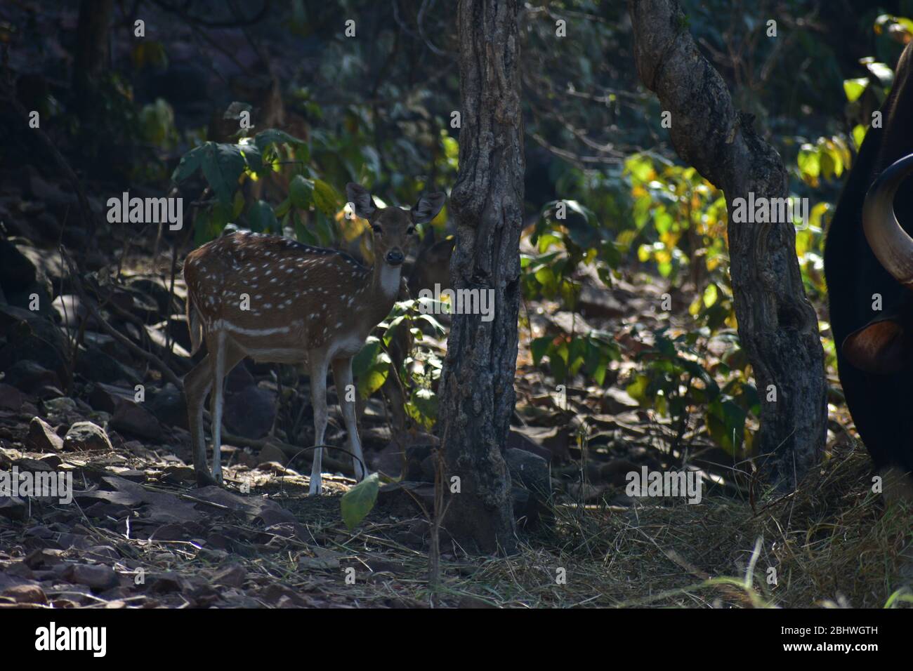Asian deer species hires stock photography and images Alamy