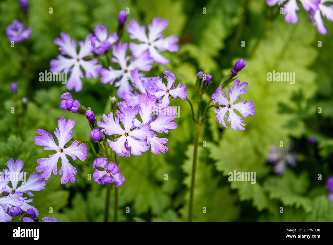 Purple and white asiatic primrose blooming in a garden Stock Photo