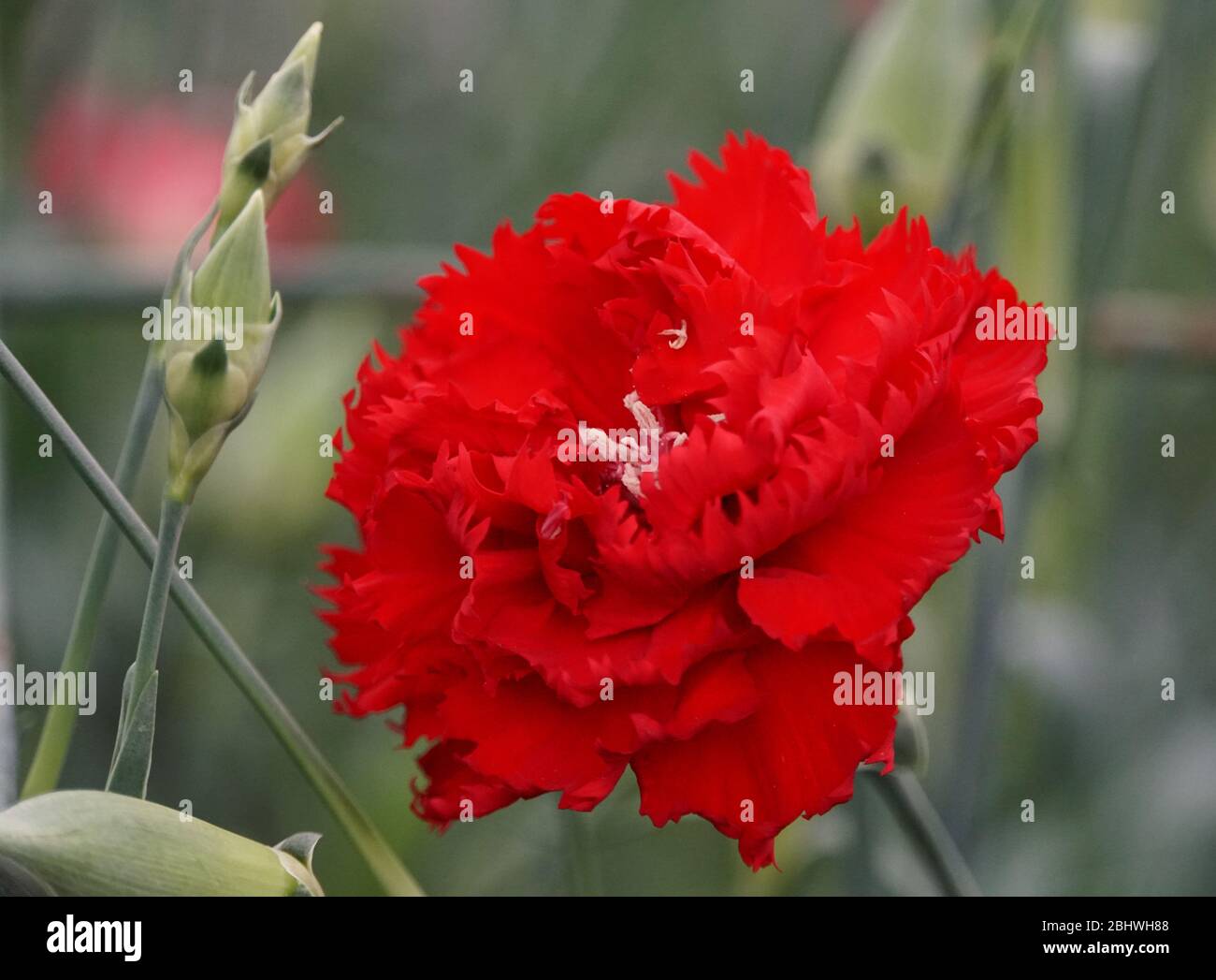 A single red carnation flower at full bloom Stock Photo - Alamy