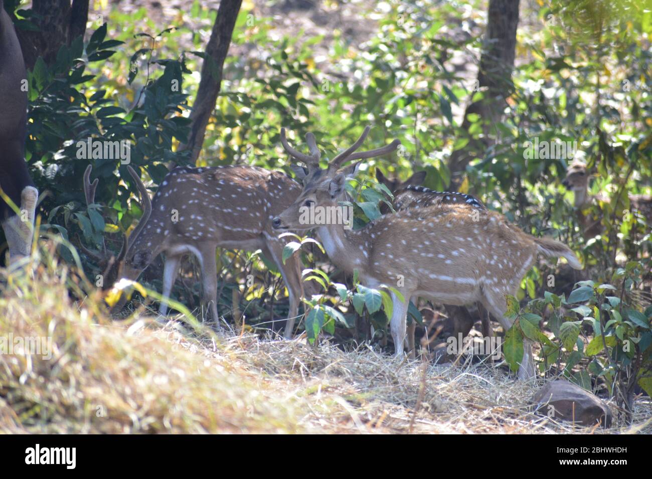 Spoted deer ( Axis axis ) eating grass Stock Photo