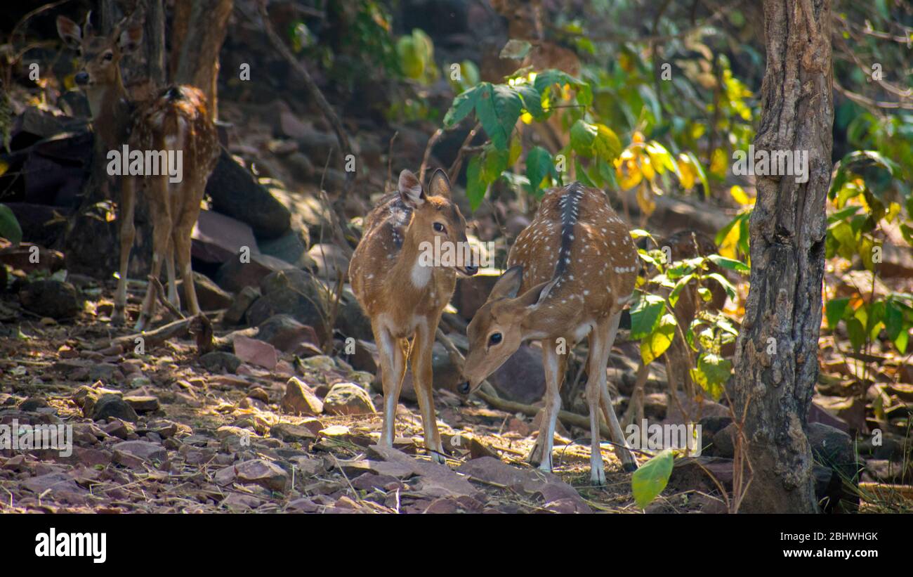 Asian deer species hires stock photography and images Alamy