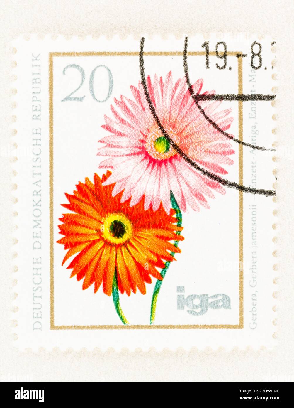 SEATTLE WASHINGTON - April 26, 2020: 1975 East Germany stamp featuring Gerbera jamesonii flowers. Scott #1672 Stock Photo