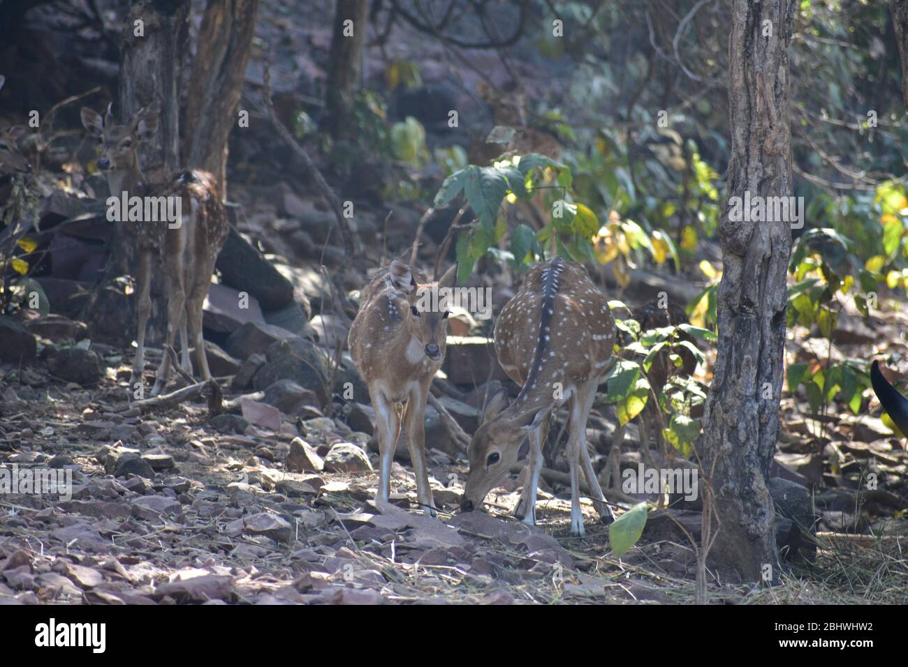 Asian deer species hires stock photography and images Alamy