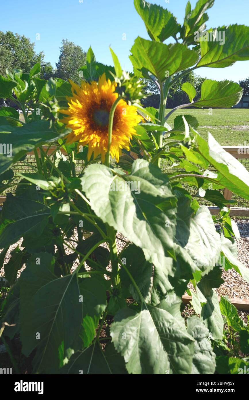 Urban Garden Plots, with Soil Replenishment, Sunflowers and Green