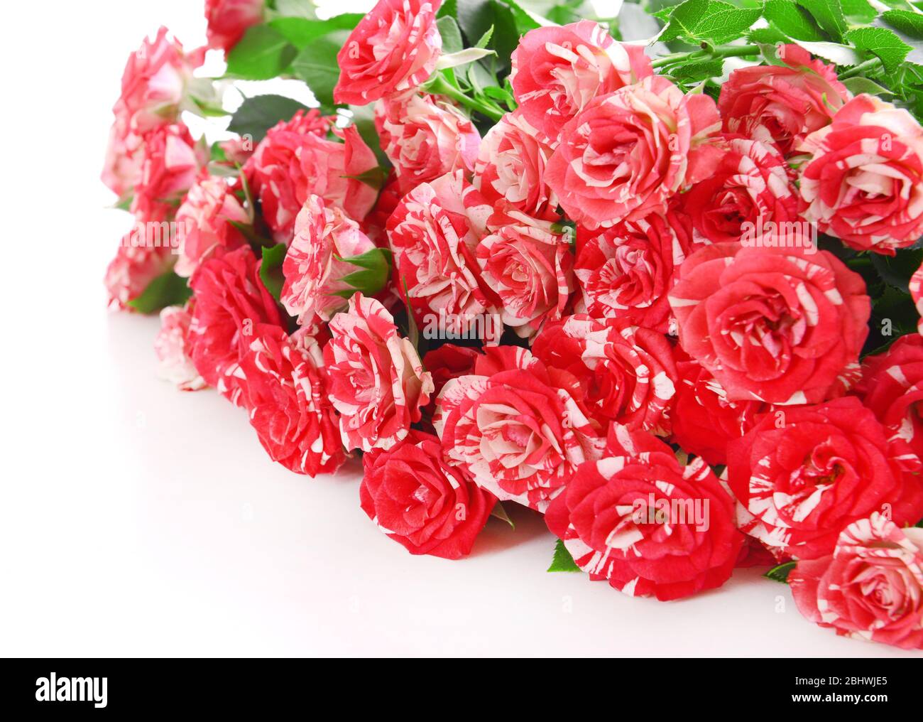 Beautiful roses isolated on white Stock Photo - Alamy