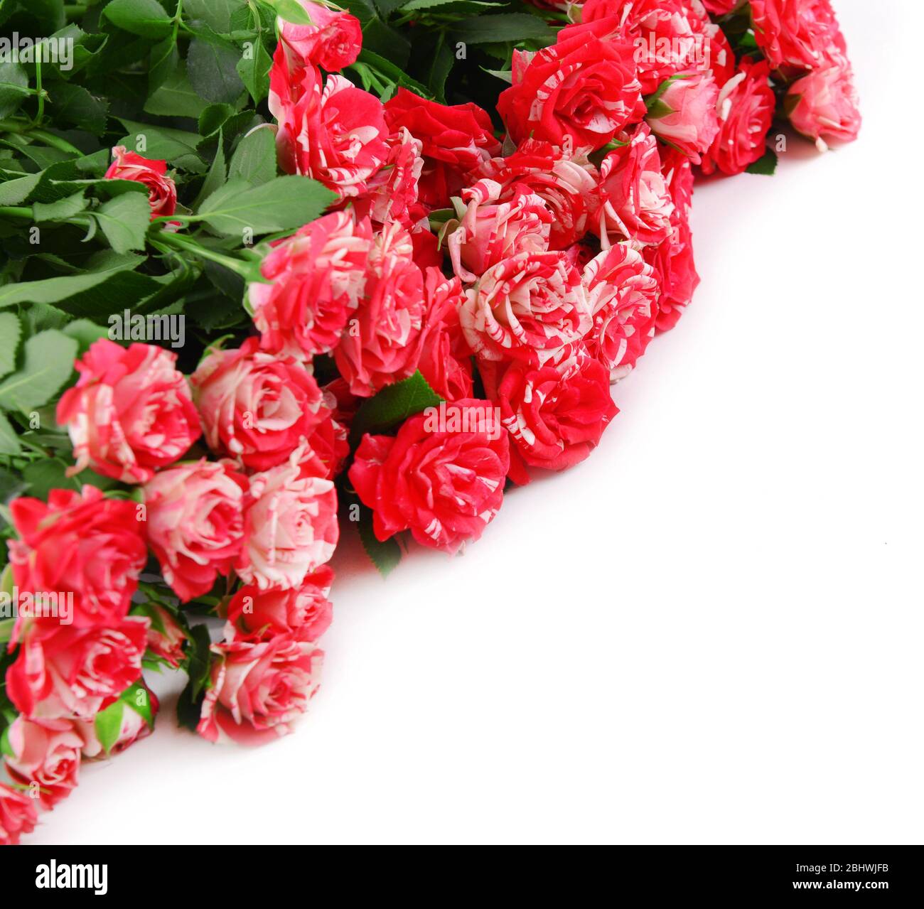 Beautiful roses isolated on white Stock Photo - Alamy