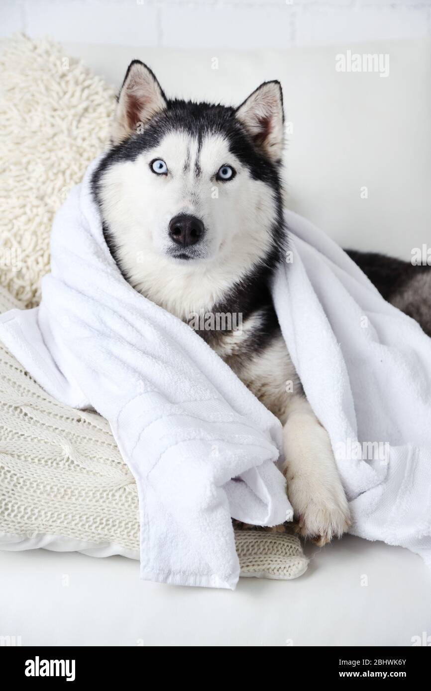 Beautiful cute husky with towel lying on sofa in white room Stock Photo