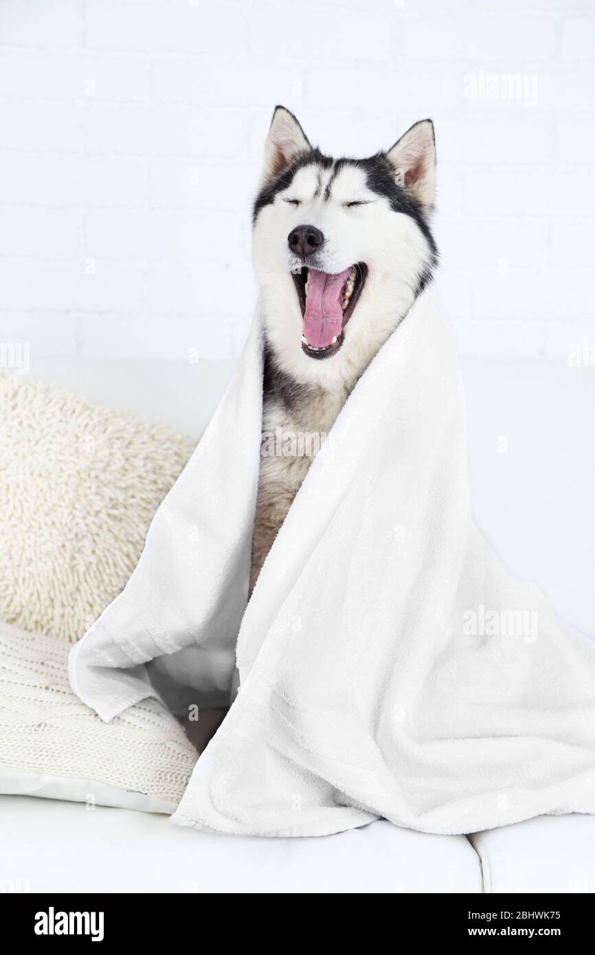Beautiful cute husky with towel sitting on sofa in white room Stock