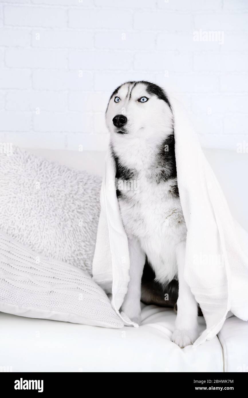 Husky Towel