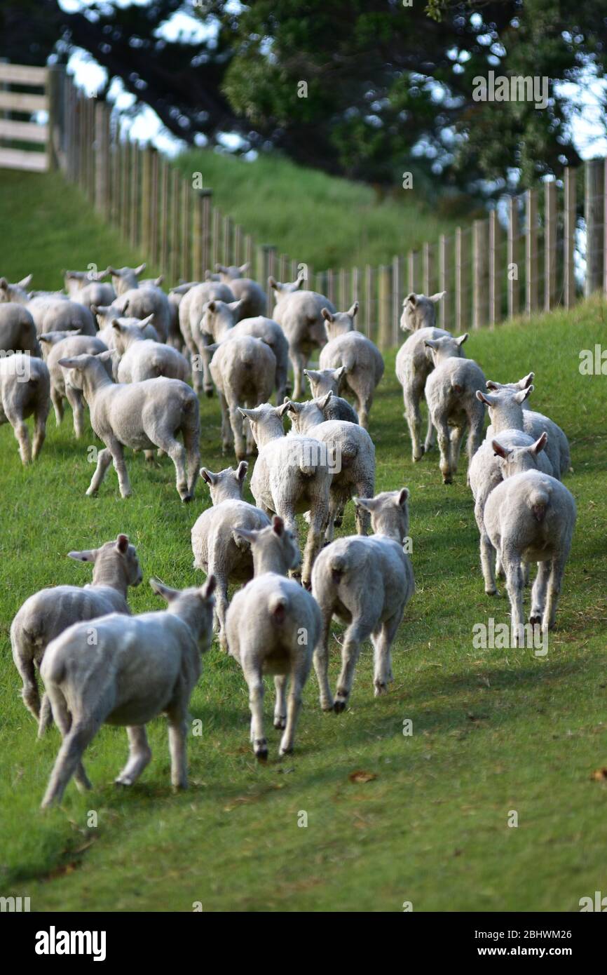 Sheep Fence High Resolution Stock Photography and Images - Alamy