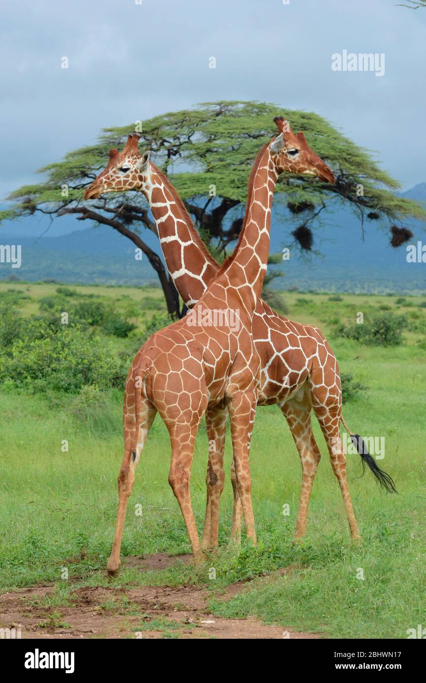 two reticulated giraffe necking in Buffalo Springs reserve, Samburu, Kenya Stock Photo